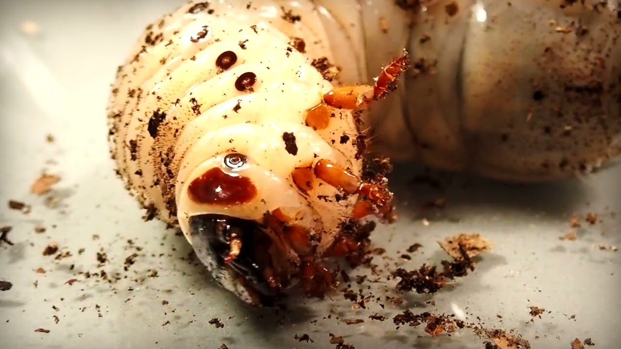 VLOG - Mecynorrhina torquata ugandensis Larvae - BeetleParadise