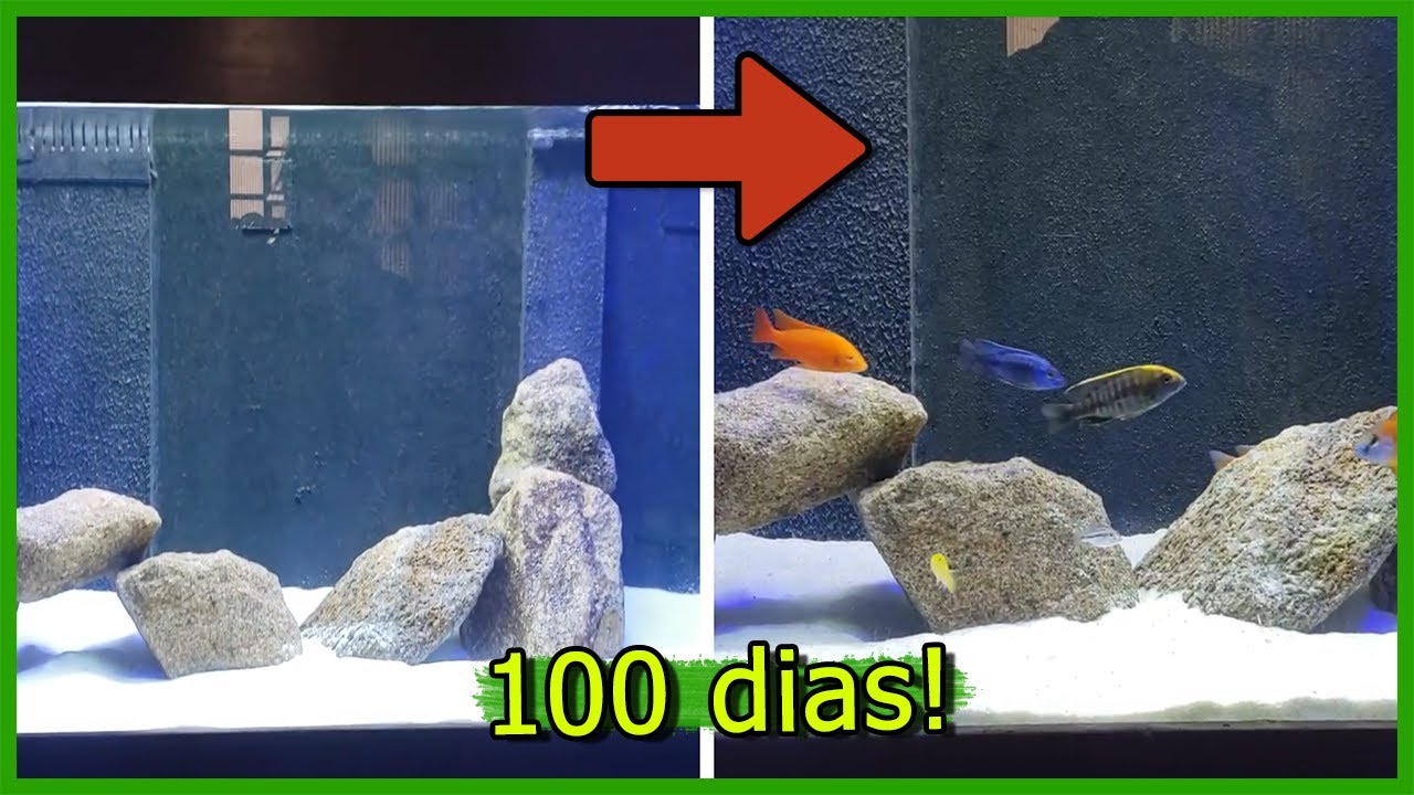 Evolução do Aquário de Ciclídeos Africanos em 100 DIAS! - Malawi