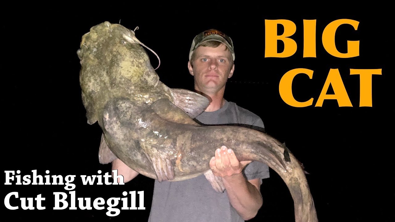 Caught my biggest FLATHEAD on the first trip of the year!