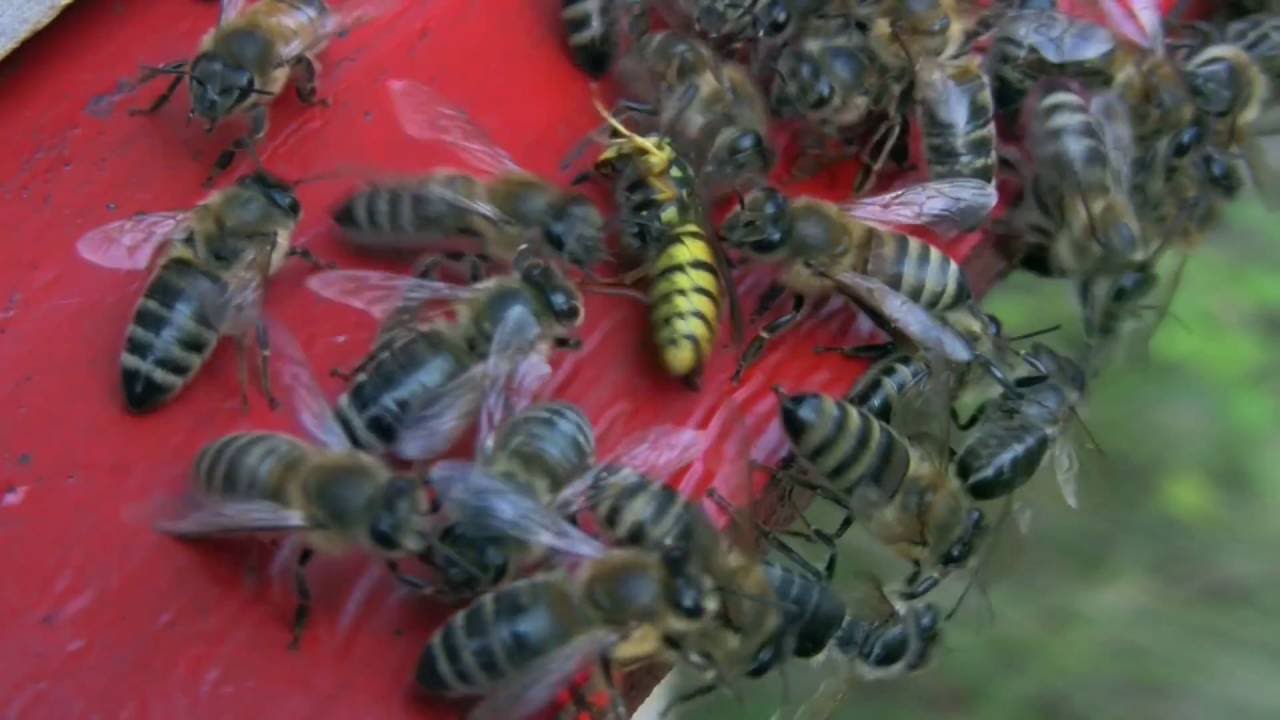 M&eacute;hek vs Darazsak (Honey bees vs wasps)