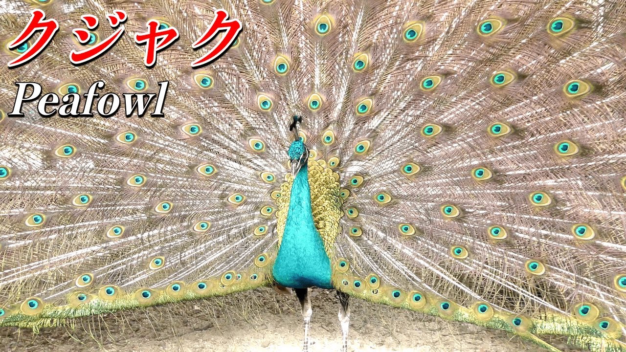 【孔雀】求愛の羽を広げるクジャク(インドクジャク)の生態〜インドの国鳥（Peafowl）〜