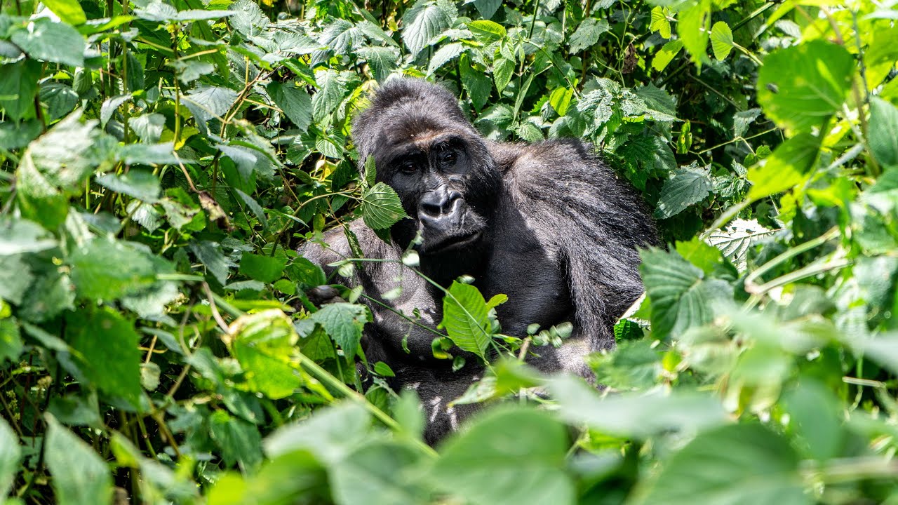 Gorilla Trekking in the Congo (DRC) - Kahuzi Biega National Park