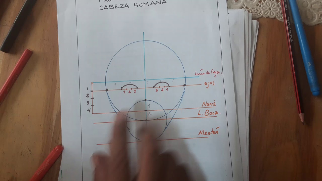 PROPORCIONES DE LA CABEZA HUMANA