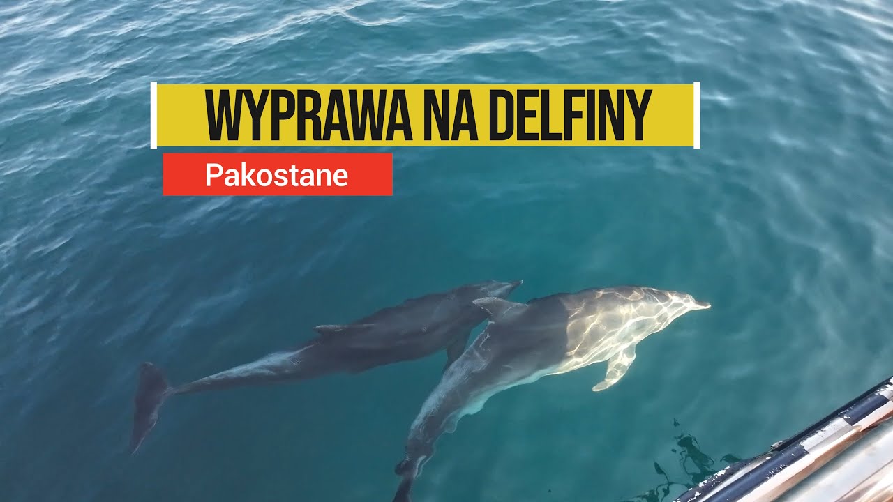 Wyprawa na delfiny - Pakostane