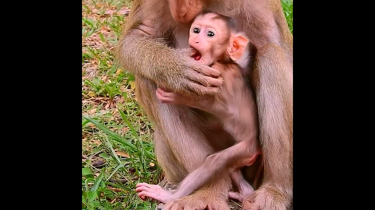 Fact action of gentle mother weaning milk her baby!