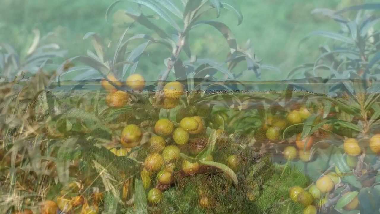 Insel Gesichter - Der neue Borkum Film - Best of