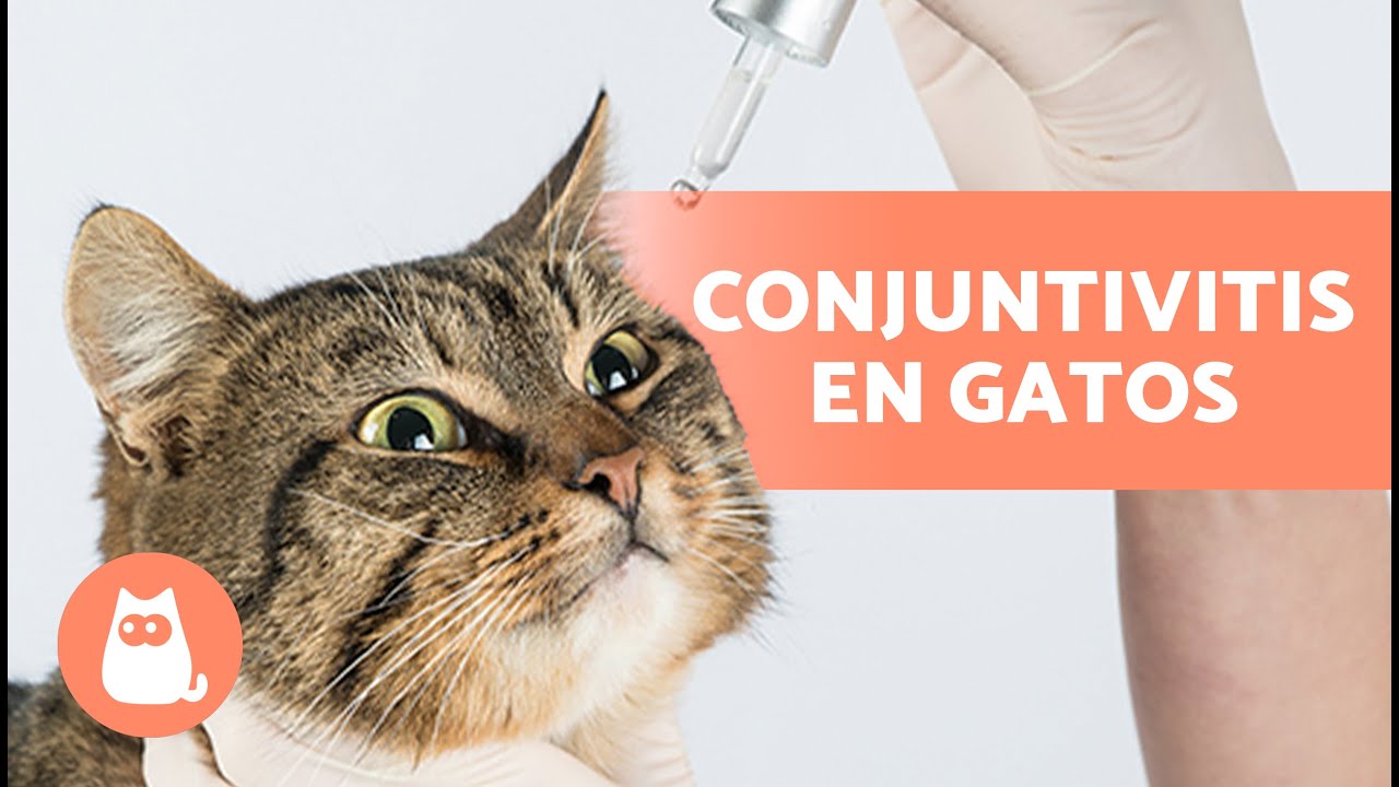 5 REMEDIOS CASEROS para la CONJUNTIVITIS en GATOS 🐱👀 ¿Cómo limpiarle los ojos?
