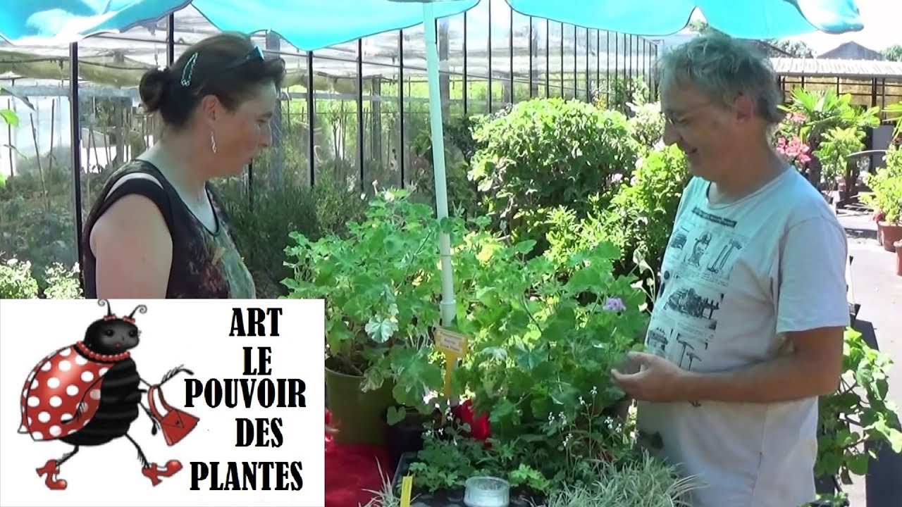 chaine Jardinage: pelargonium(odorant) atomic snowflake: Comment faire une  bouture:(Géranium)v