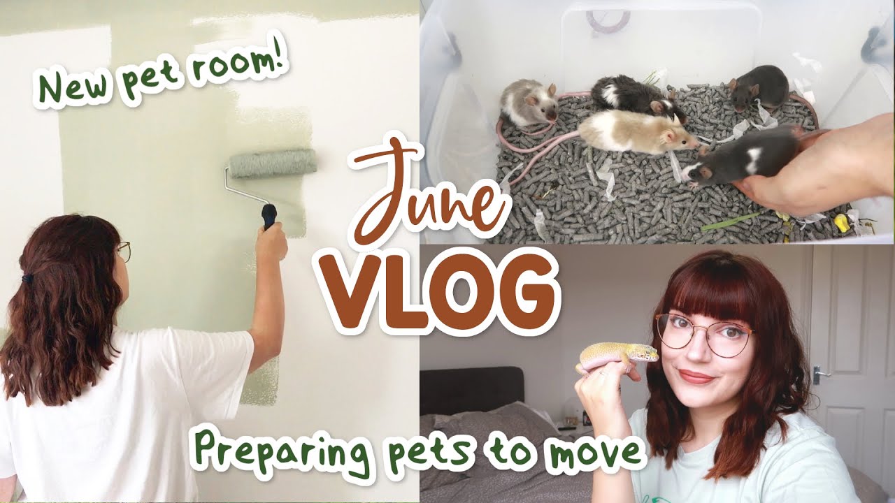 Getting the pets ready to move house! | VLOG