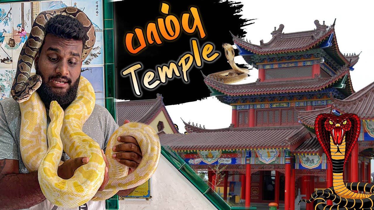 கோவில் முழுக்க விஷ பாம்புகள் 🐍  பினாங்கு பாம்பு கோவில் | Snake temple in penang