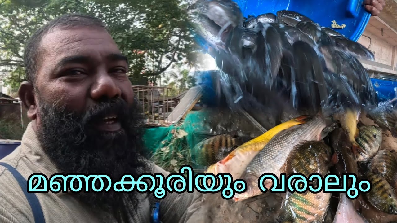 മഞ്ഞക്കൂരിയും വരാലും | FISHINGVLOG | #reallife #realfishing 