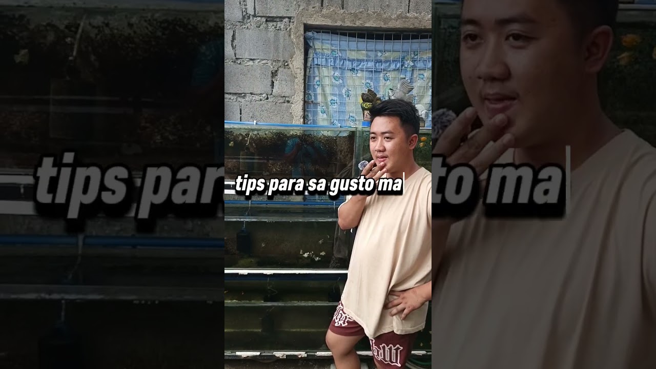 Barracks ni boss RUSEL FISHYARD #vlog #fish #breeder #aquarium #jvllivebearer