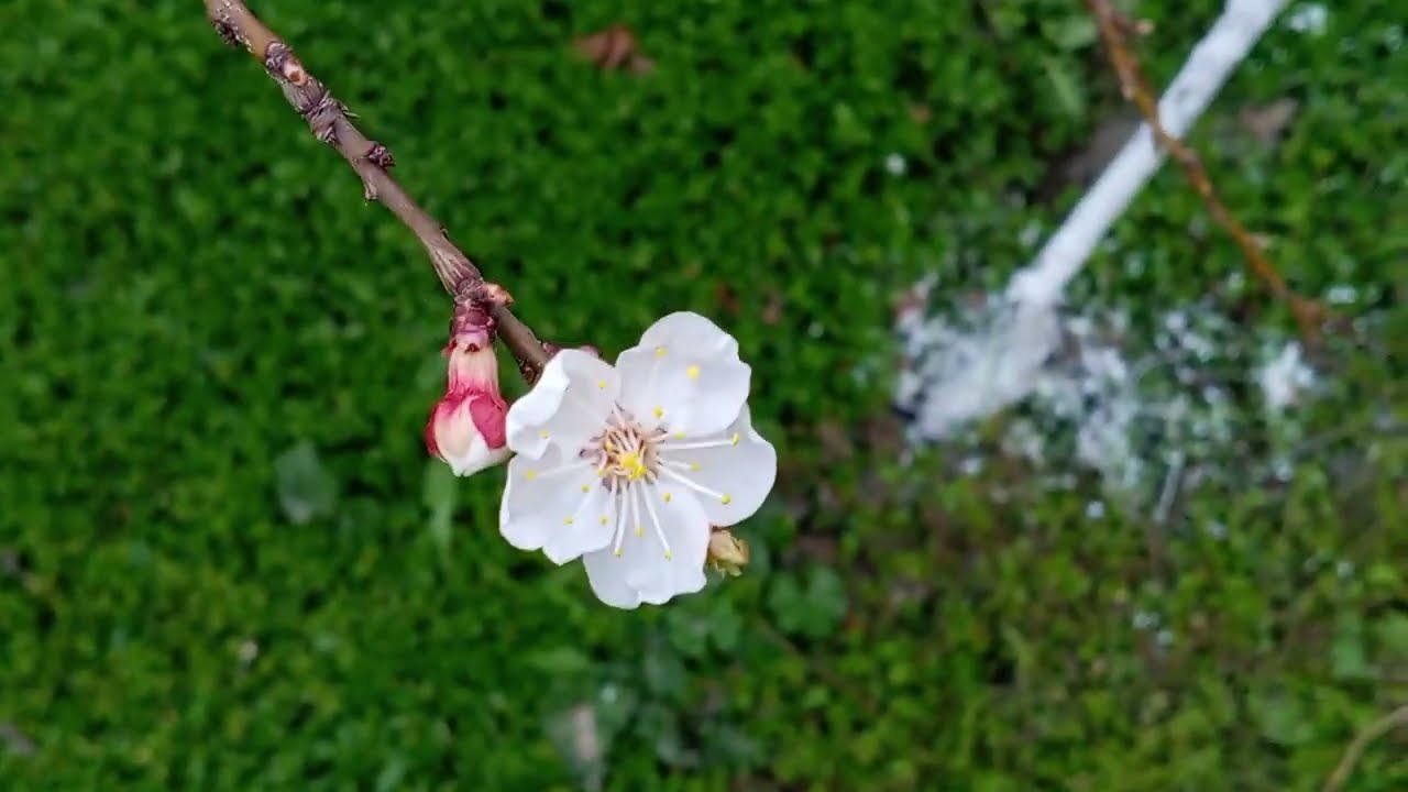 The blooming apricot tree in my childhood vegetable garden