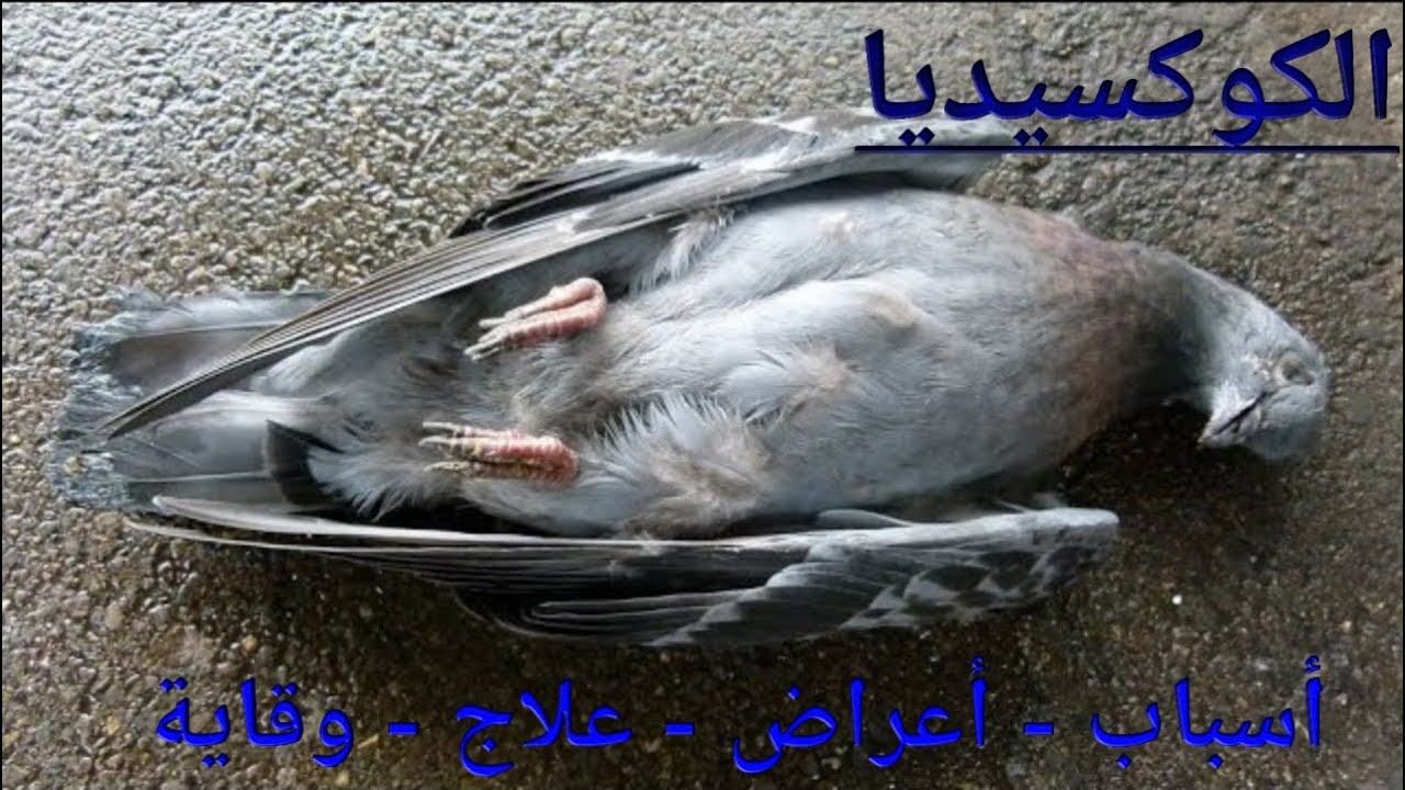 مرض الكوكسيديا فى الحمام / أسبابه و أعراضه و علاجه و الوقاية منه .