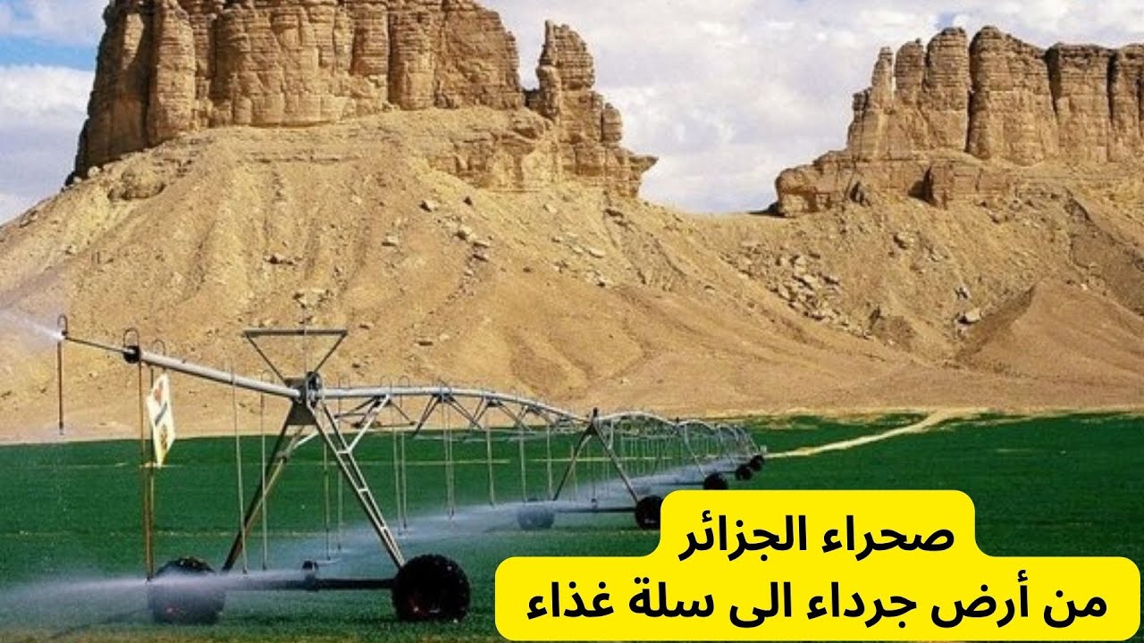 صحراء الجزائر.. من أرض جرداء إلى سلة غذاء..الجزائر: إنتاج القمح الصلب يغطي 95 بالمئة من حاجة البلاد.