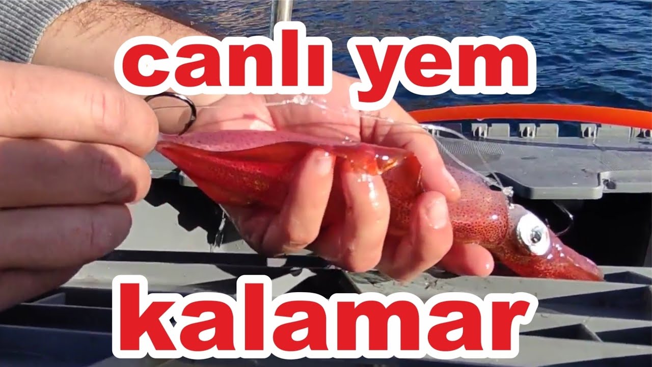 Canlı kalamar ile balık avı İZMİR