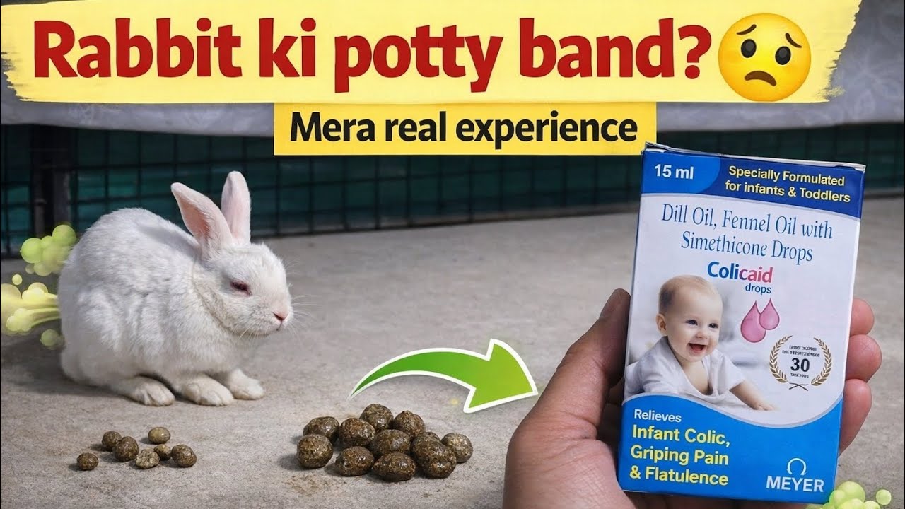 Rabbit ki Potty Band? 🐰 Gas Problem | Experience Based Tips  Real Experience Bunny Care Hindi