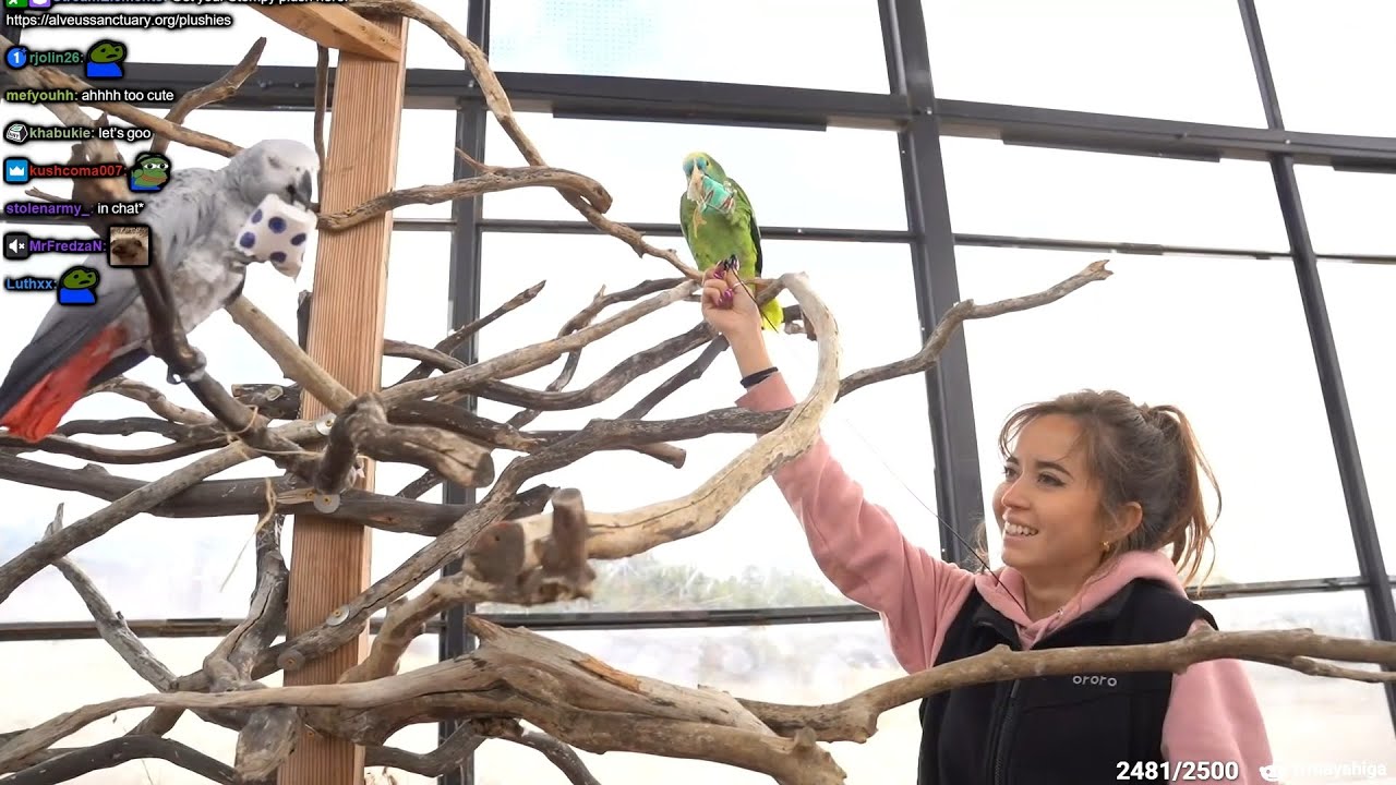 4K Alveus Keeping Stream - 2/10/23