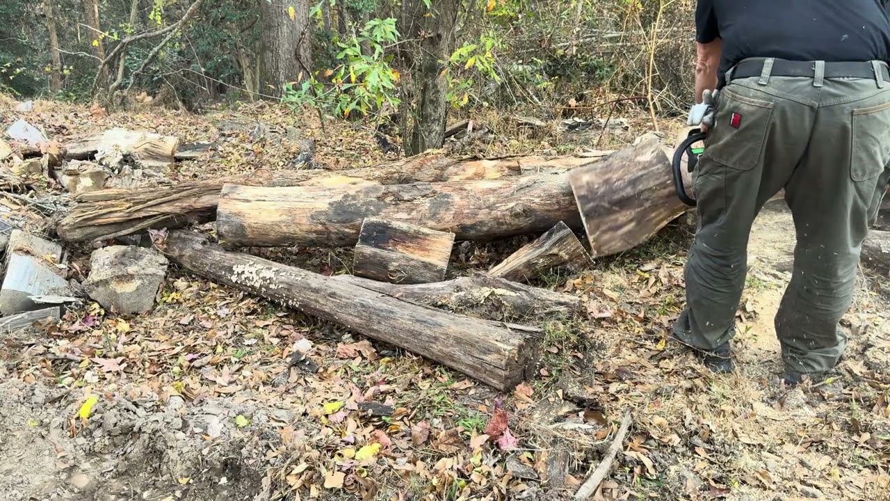 Pa Pa sawing logs