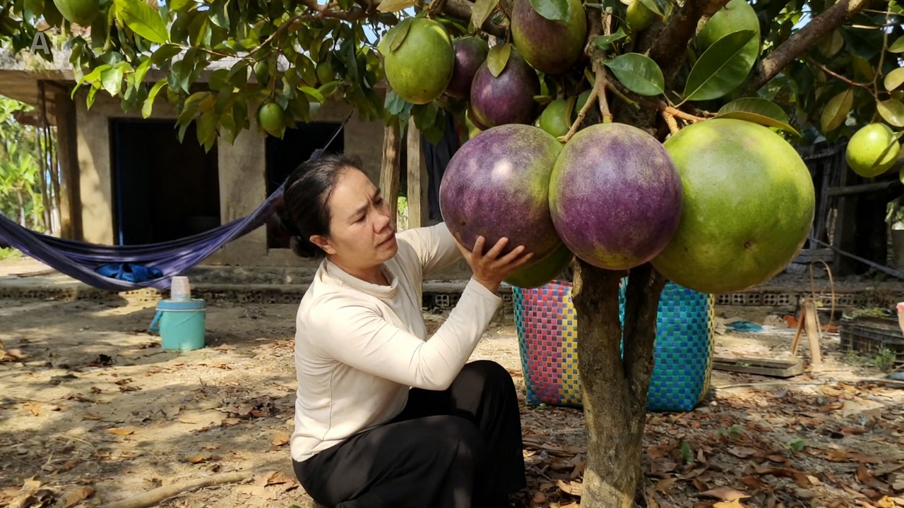 Mother and Son Harvest Fresh Star Apples in Rural Vietnam