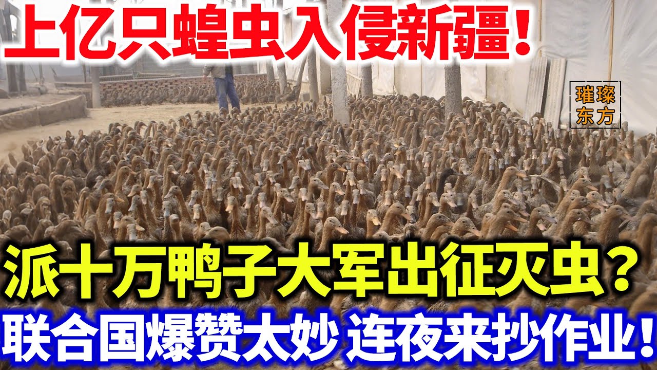 上亿只蝗虫入侵新疆！派十万鸭子大军出征灭虫？联合国爆赞太妙！连夜来抄作业！#璀璨东方#科普 #鸭子 #新疆 #蝗虫