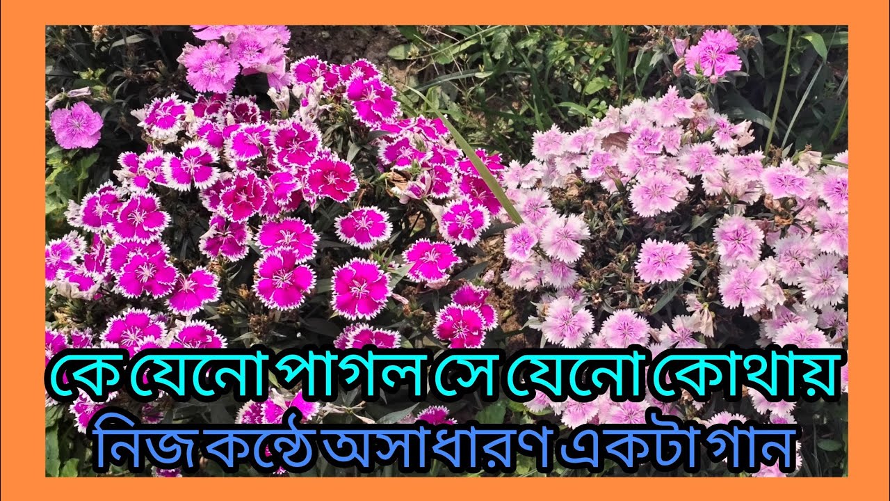 কে যেন পাগল সে যেন কোথাই রয়েছে আজ বহু দূরে।।