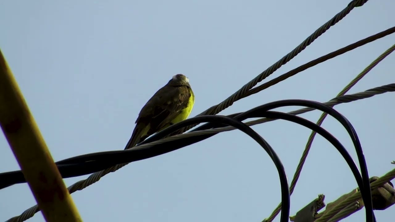 O canto do Bentevizinho-de-penacho-vermelho - Myiozetetes similis