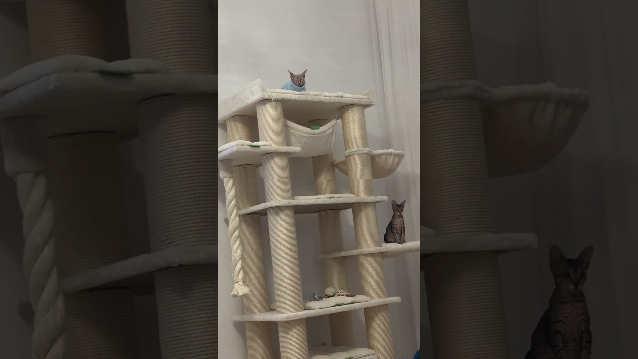 Деловашки #cat #viralvideo #fyp #sphynx #shorts #cute #love #like #сфинкс #веселыекоты #youtube