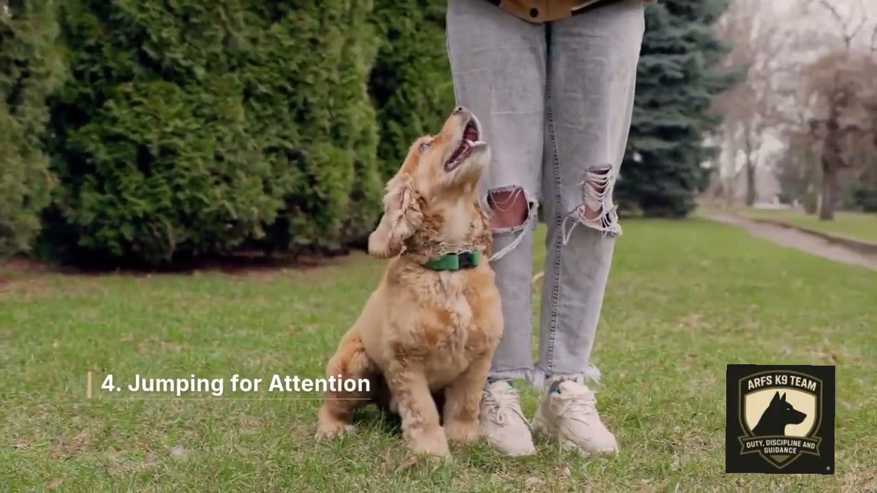 7 Body Language Signals Your Dog Uses to Test Your Leadership