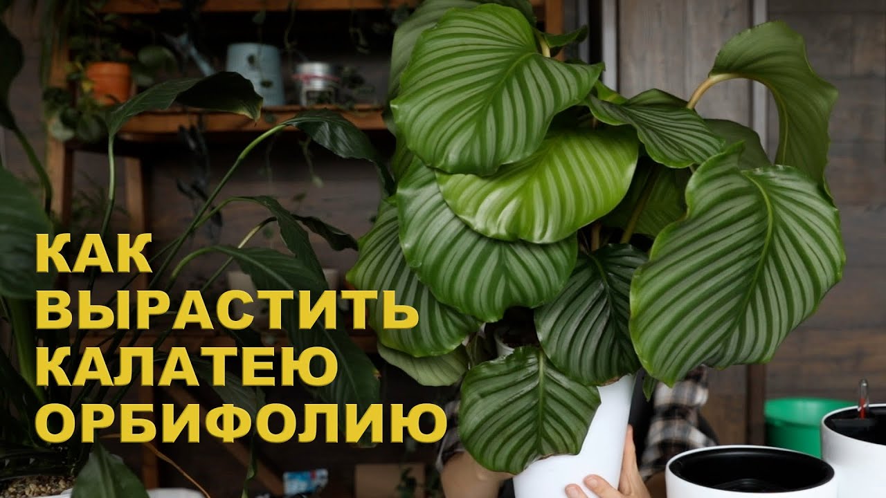 Мои УСЛОВИЯ для КАЛАТЕИ ОРБИФОЛИИ / ПЕРЕСАДКА калатеи и СПАТИФИЛЛУМА