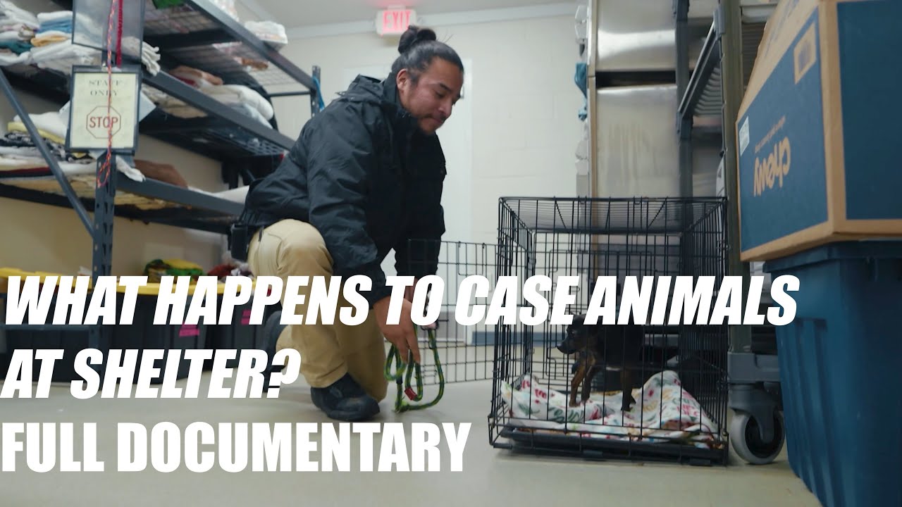 What Happens To Case Animals At A Shelter? | Beyond Sheltering | Free Documentary