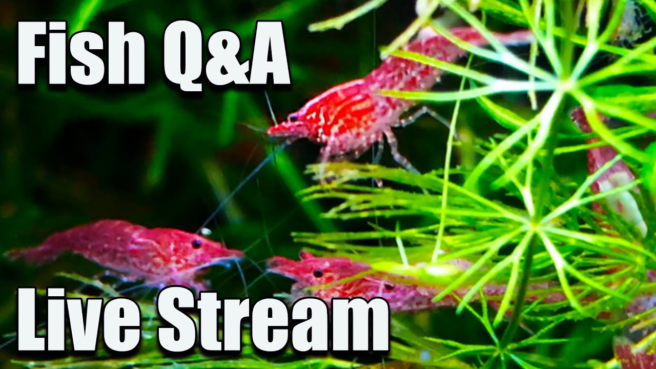 [LIVE]  Why Shrimp - Why NOW! Plus a Fish Q&A!