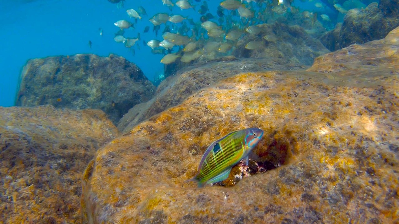 Tenerife Fishing Trip – Shore Snorkeling Adventure