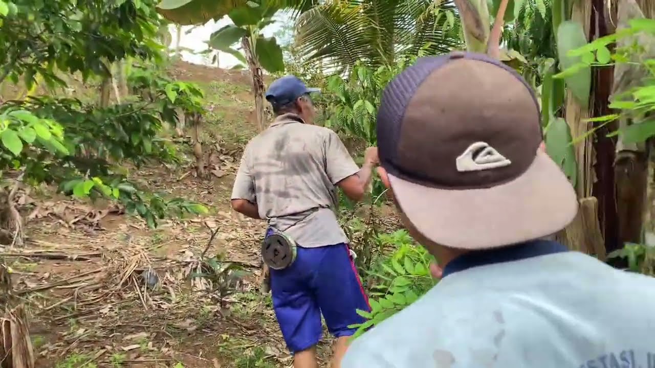 Pemupukan kebun kopi |”1”|  Resep bapak Abdul yang masih minim pupuk pabrikan atau pupu kimia.