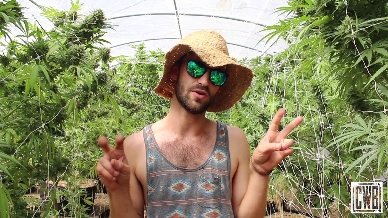 SC Farms on Organic Cannabis Farming