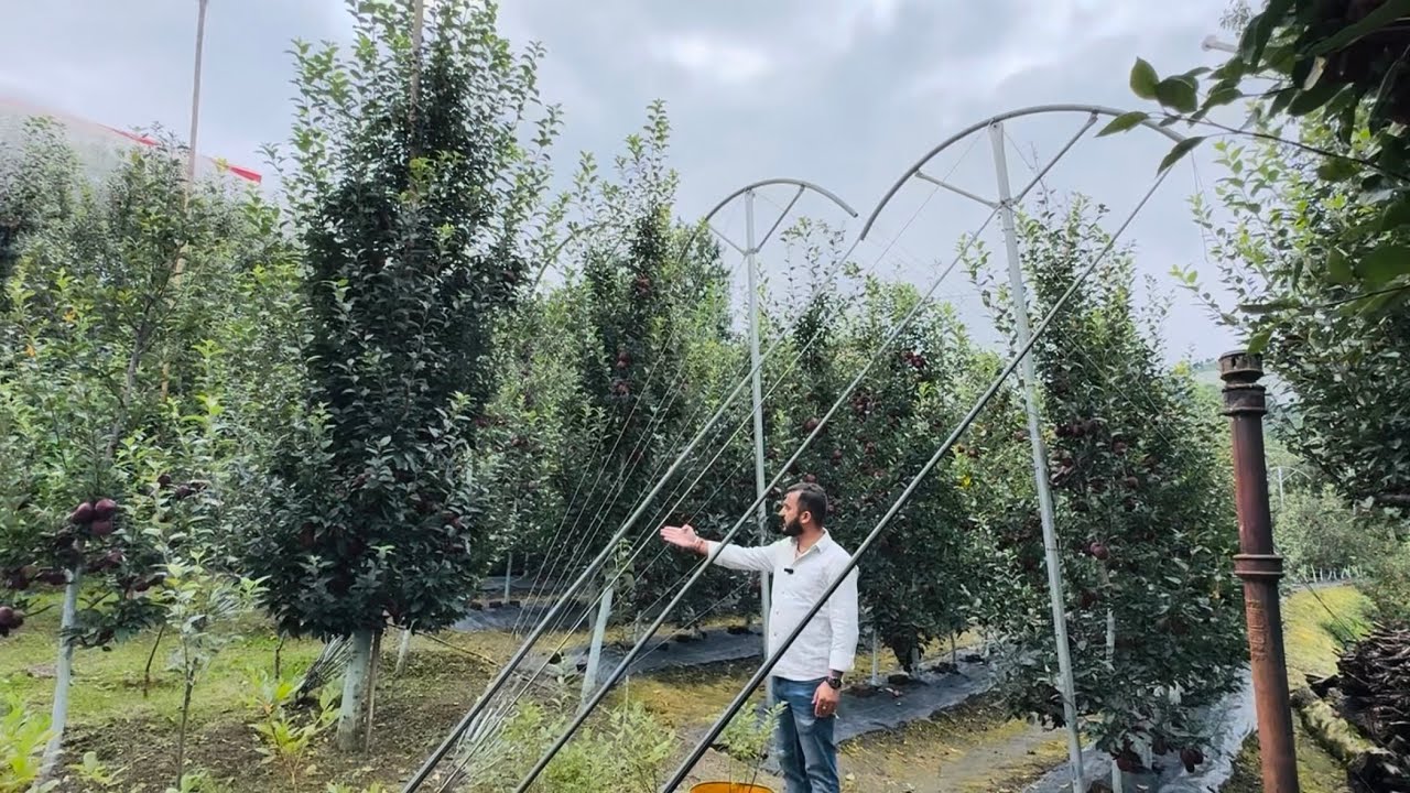 Seedling vs Rootstock Apple plant🍎🌲