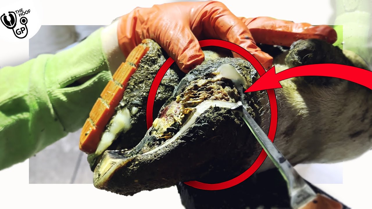 Cow's hoof has INFECTED LAMINAE  &  AWESOME TECHNOLOGY in Ireland
