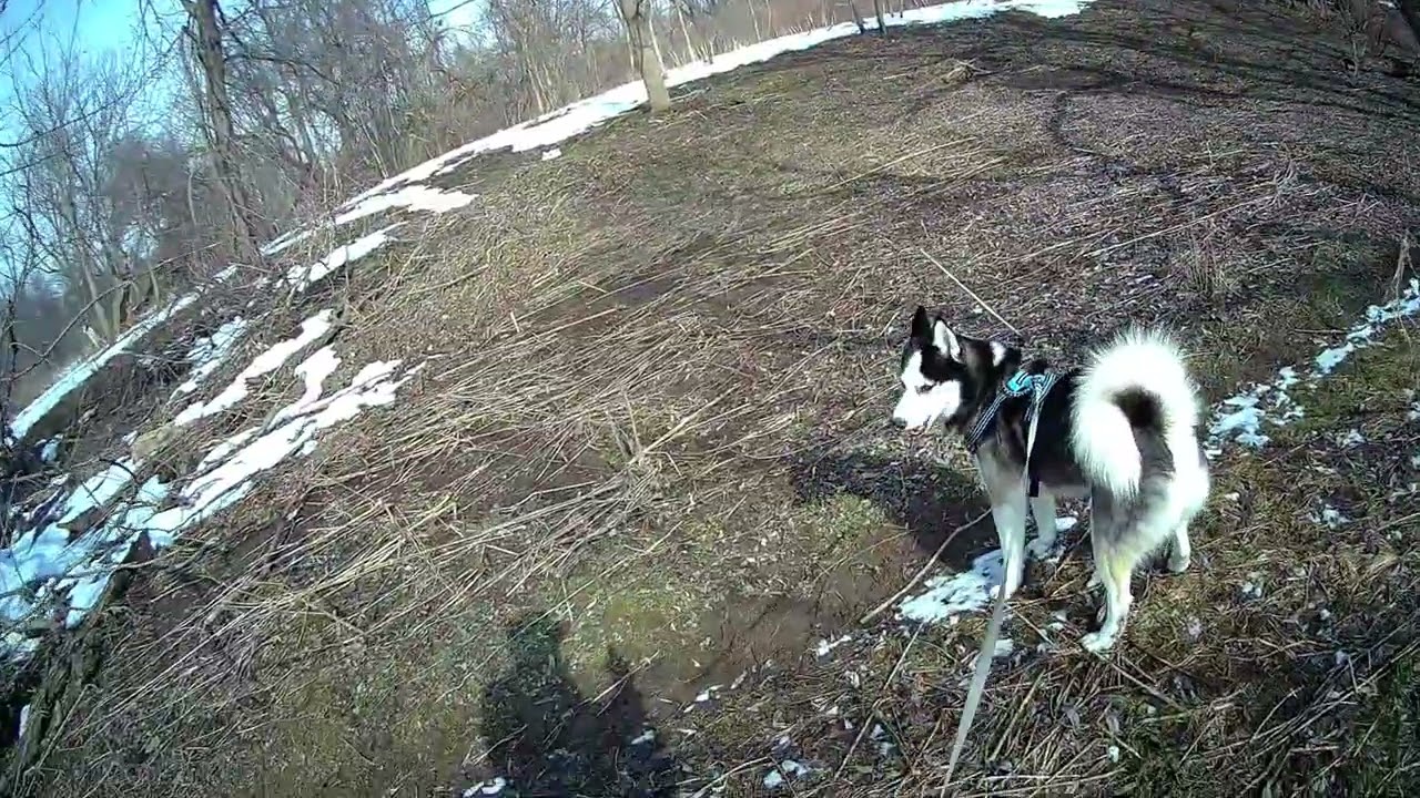 🐺Out with Casey🐺#hiking #husky #nature #dog #canada #hiking #forest #ldnont