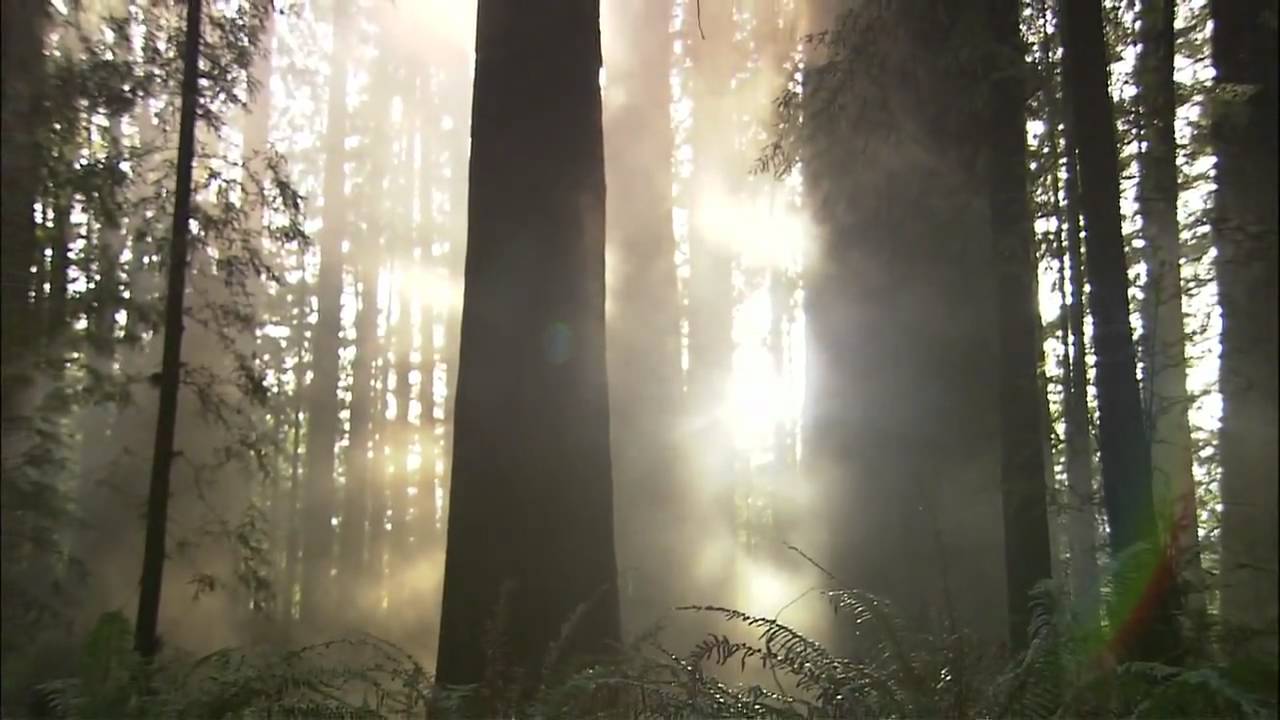 NatureVision TV presents our California Redwoods Program Preview