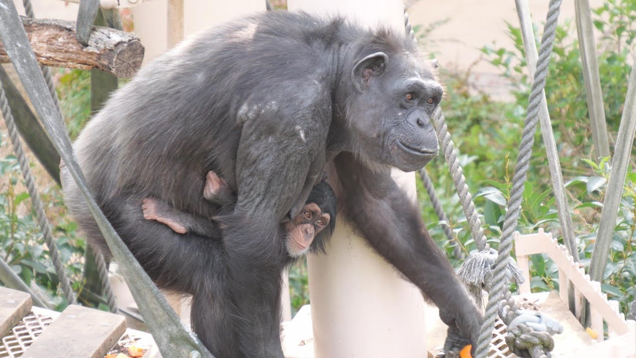カズミさんのオヤツの時間　東山動植物園　チンパンジー　202601