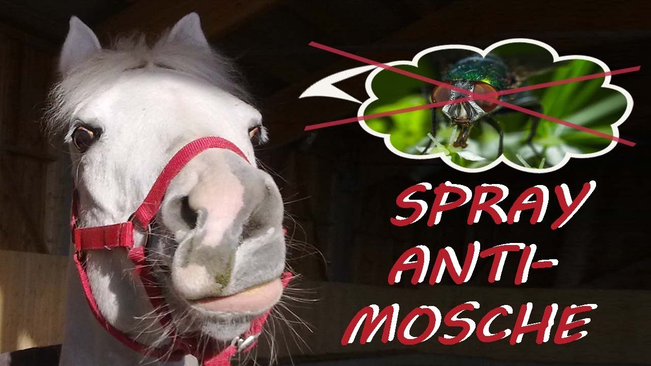 Spray contro gli insetti per cavalli (fai da te)