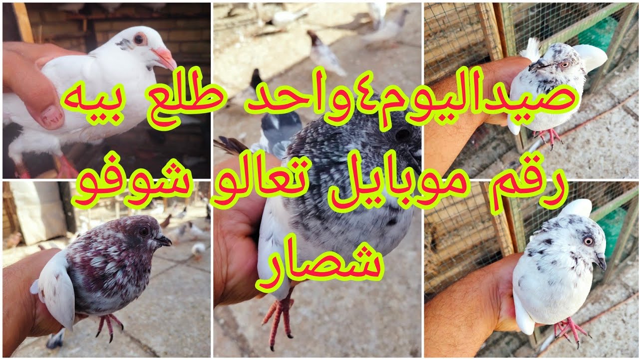 💪صيداليوم4وبيه رقم موبايل واحد منهن🥰وخابرت عليه تعالو شوفو وين مكانه🌹الفديو كله صيد للاخير تابعوه@
