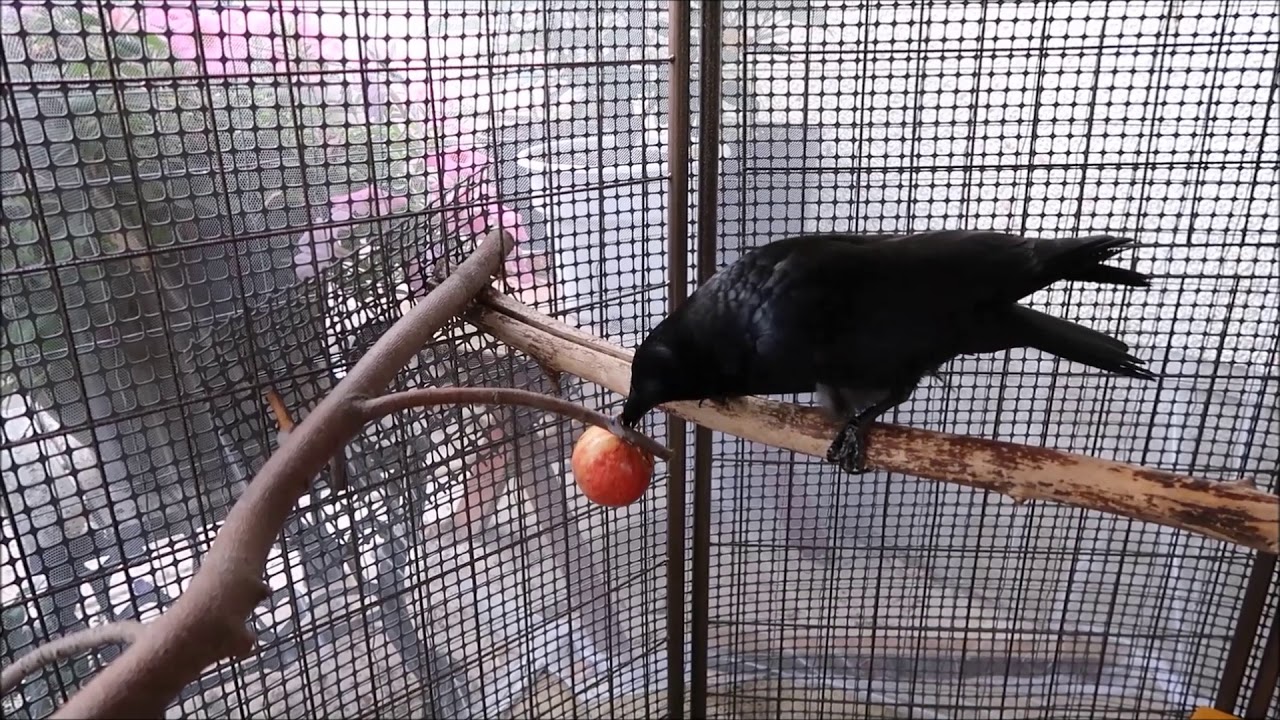 Pet crow so CUTE