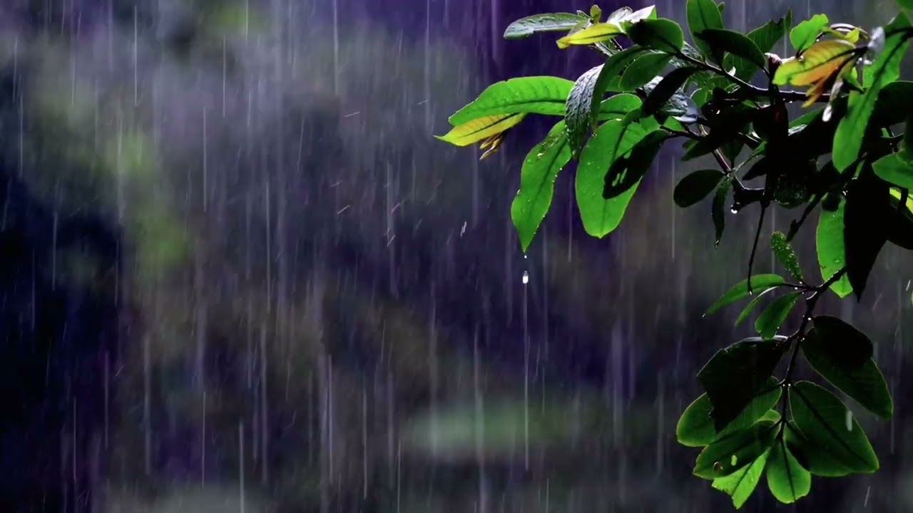 Som de Chuva na Floresta 🌧️ | Relaxamento Profundo e Sono Tranquilo