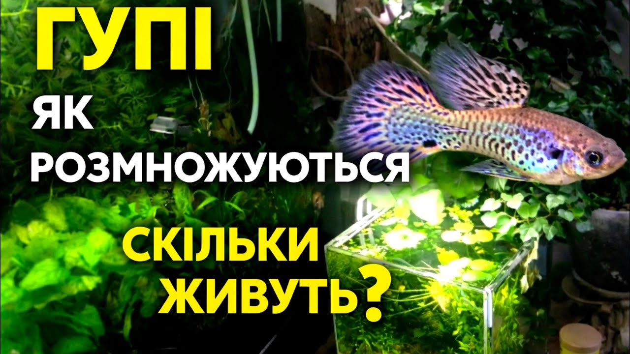 Відсадила гупі в акваріум для мальків. Розмноження та скільки живуть ці рибки?