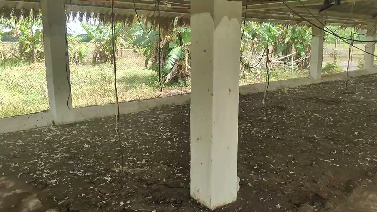 Poultry farm daily update video