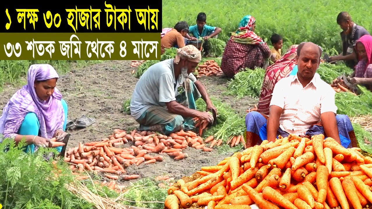 গাজর চাষ পদ্ধতি ও আয় ব্যয় - ১৩০০০০ টাকা আয় ১ বিঘা জমিতে - How to Grow Carrots - Carrot Farming
