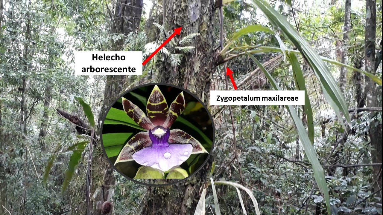 #Orquídeas en la #naturaleza