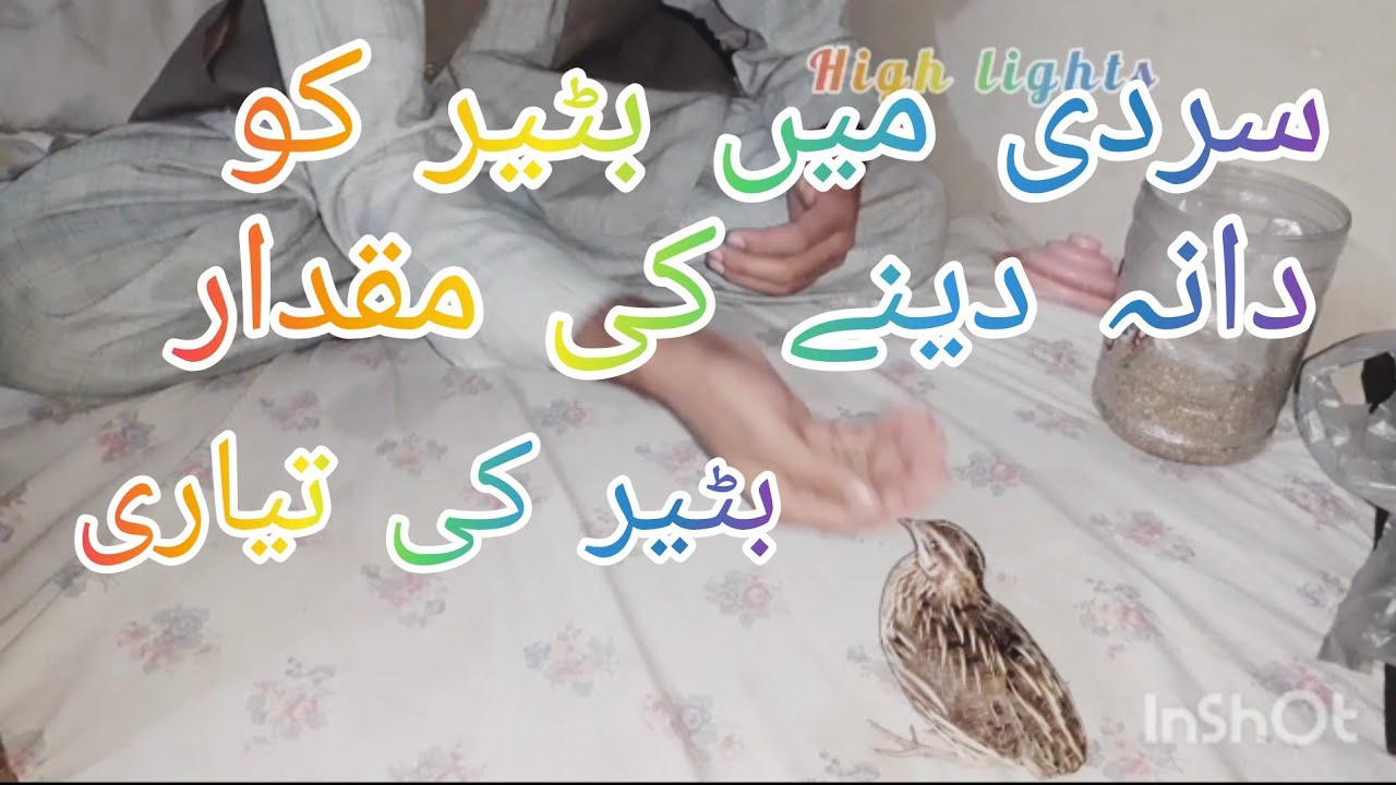 Sardi me batair ko /kab/kitna /kese dana dena ha