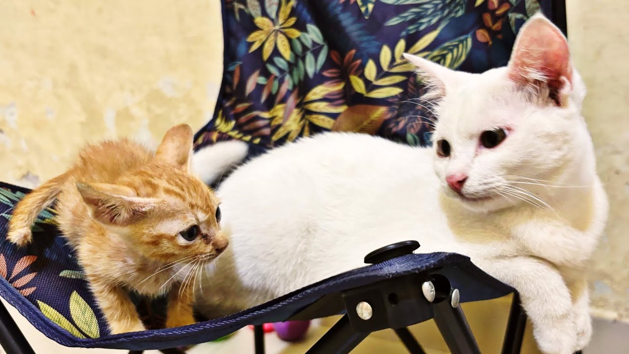 kucing Lucu Sedang Dilatih Bermain.